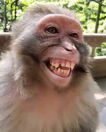 Smiling Monkey – free GIF download