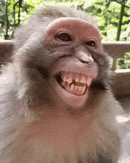 Smiling Monkey – free GIF download