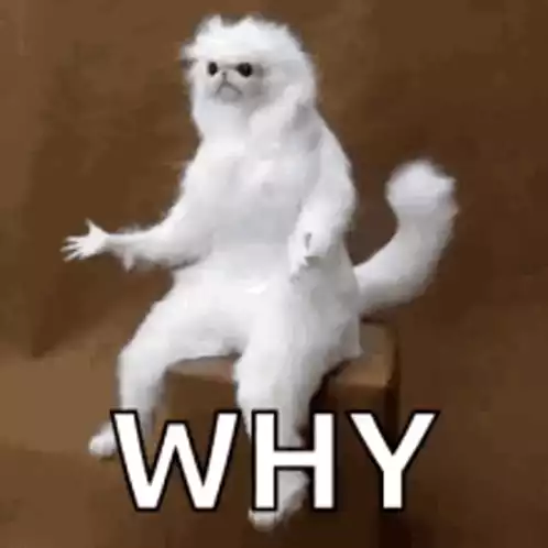 Confused White Cat Asks Why