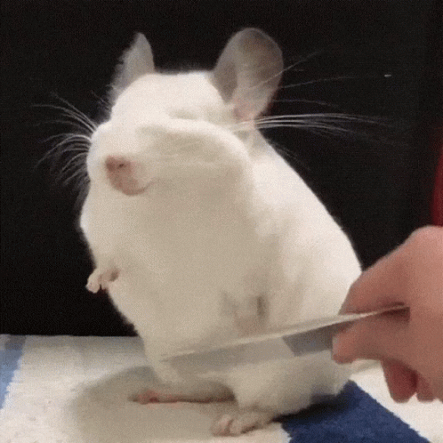 Happy Chinchilla Enjoys Being Combed