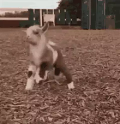 Hachi Palitinho: Cute Goat Walking