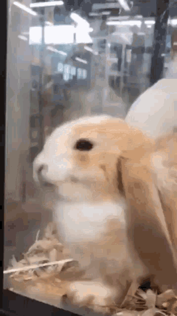 Adorable Fluffy Rabbit Resting in Glass Enclosure