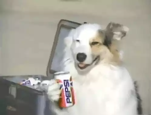 Dog Drinking Pepsi