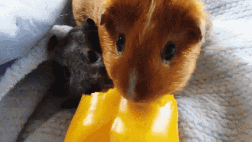Hungry Guinea Pigs Eating Pepper