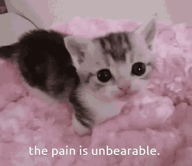 Kitten: The Pain Is Unbearable