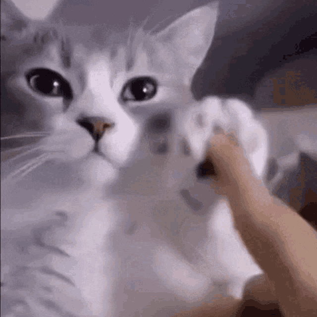 Happy Cat Vibing with Finger
