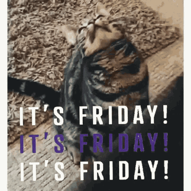 Funny Cat's Friday Reaction!