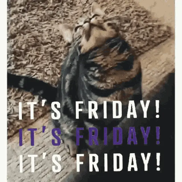Funny Cat's Friday Reaction! – free GIF download | meme platform | memes GIF