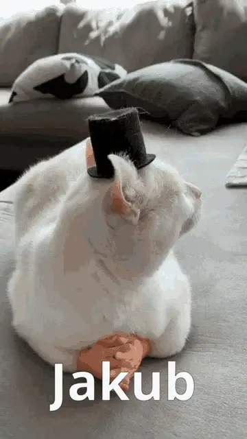 Jakub the Cat in a Top Hat