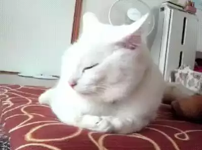 Cute Cat Does a Facepalm