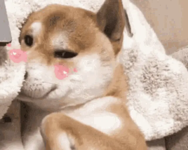 Cute Dog with Pink Cheeks | Popular Memes Memes | CheckMeme Cute Dog with Pink Cheeks – popular memes meme GIF free download no watermark 2026