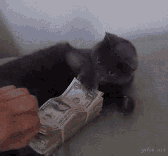 Funny Cat Guards Its Money