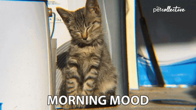 Sleepy Kitten's Morning Mood by The Pet Collective