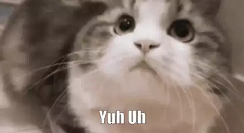 Cute Cat Says 'Yuh Uh' Meme