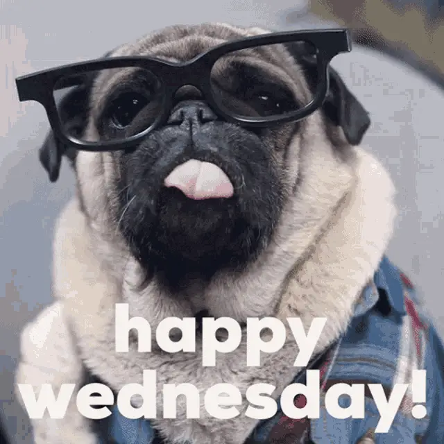 Happy Wednesday Pug in Glasses