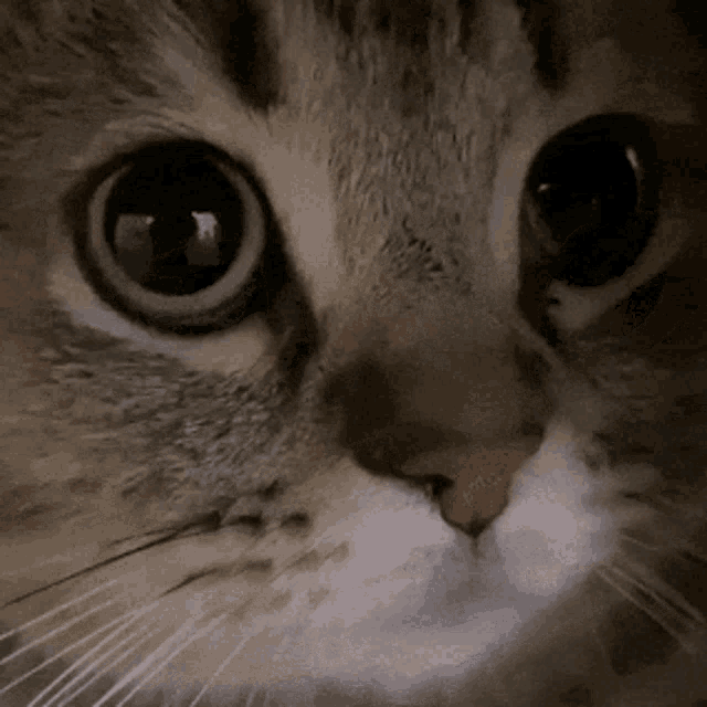 Adorable Meow Cat Close-Up