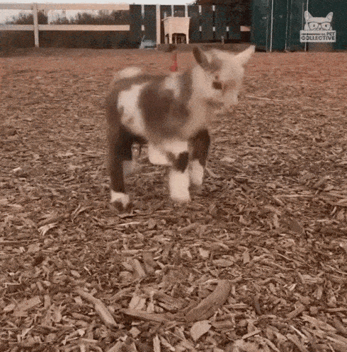 Cute Baby Goat Runs for Its Bottle