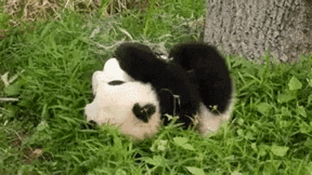 Cute Baby Panda Rolling Playfully in Grass
