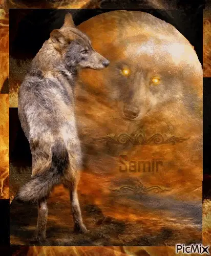 Samir Hendaq - Wolf Image