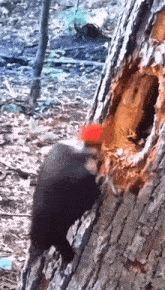 GIF uploaded by Béla