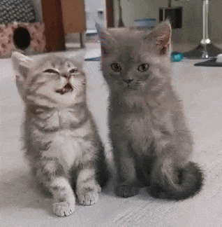 Adorable Kittens Kissing