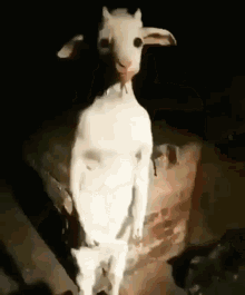 GIF