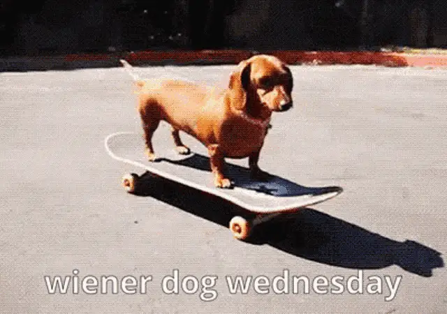 Skateboarding Wiener Dog Wednesday – free GIF download | meme platform | memes GIF