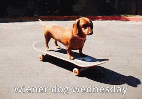 Skateboarding Wiener Dog Wednesday – free GIF download | meme platform | memes GIF