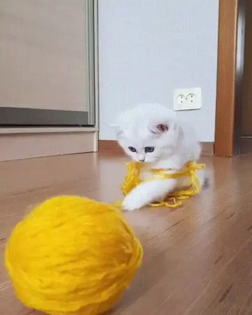 Cute Kitten Tangled in Yellow Yarn
