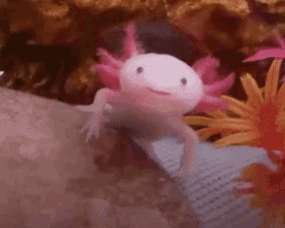 Happy Smiling Axolotl