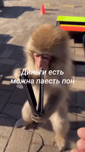 Обезьяна достает деньги: Динги есть можна паесть пон