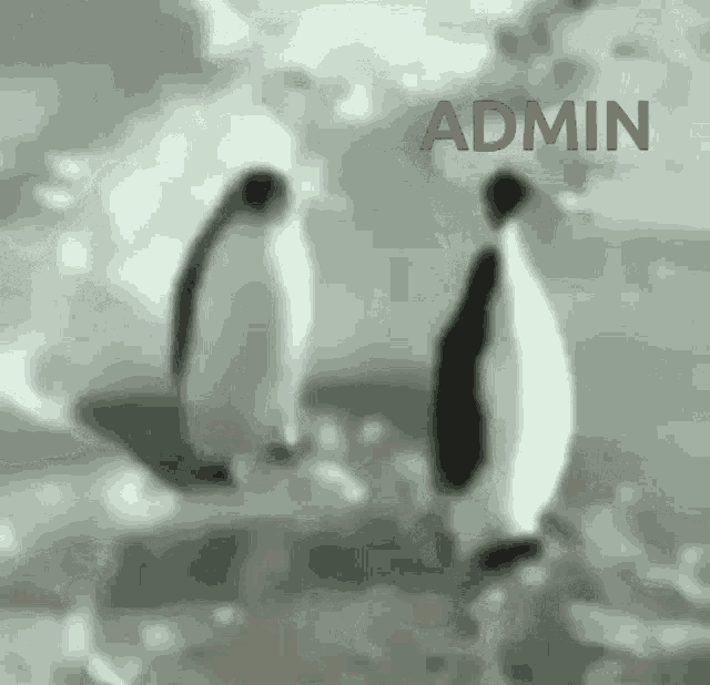 Penguins with ADMIN text