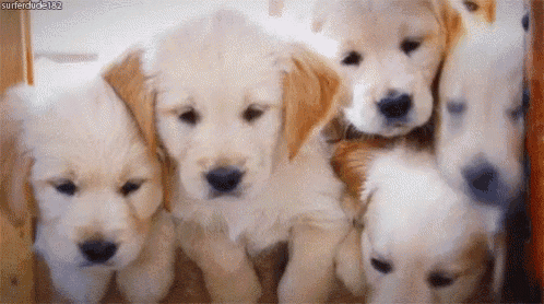 Adorable Golden Retriever Puppies