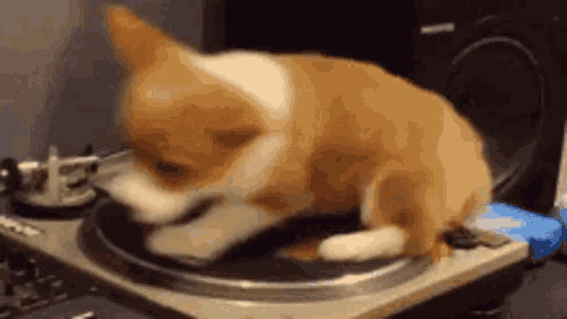 Corgi Puppy DJing on a Turntable