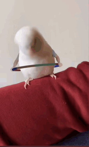 78MoeCeq.gif