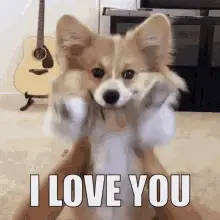 Cute Corgi Says 'I Love You'