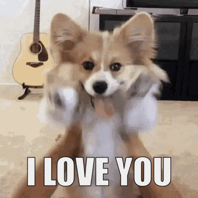 Cute Corgi Says 'I Love You' – free GIF download