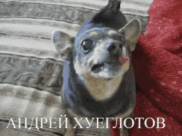 Andrey Hgltv's Angry Dog