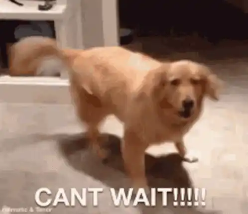 Excited Dog Can't Wait