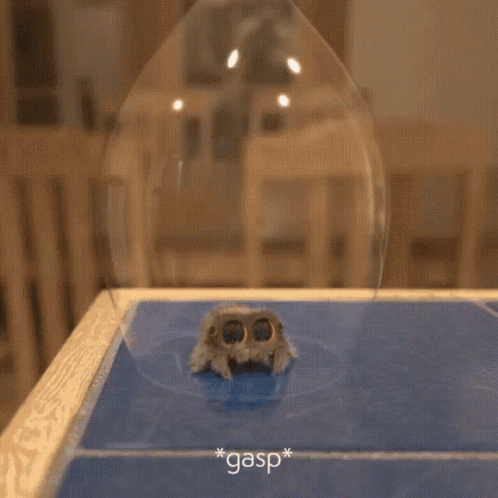 Cute Spider's Great Escape