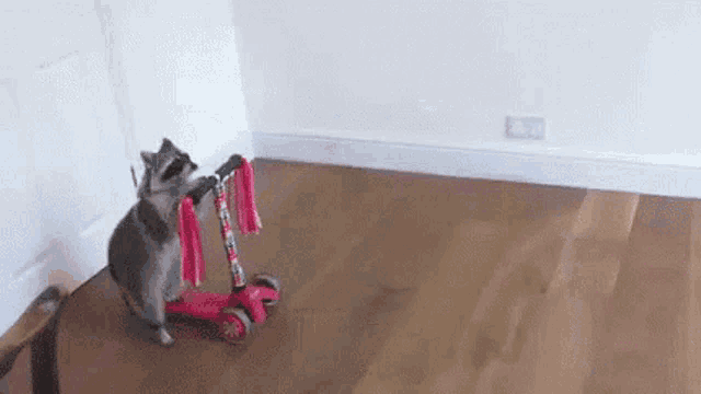 Raccoon on a Pink Scooter