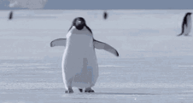 Penguin Walking on Ice