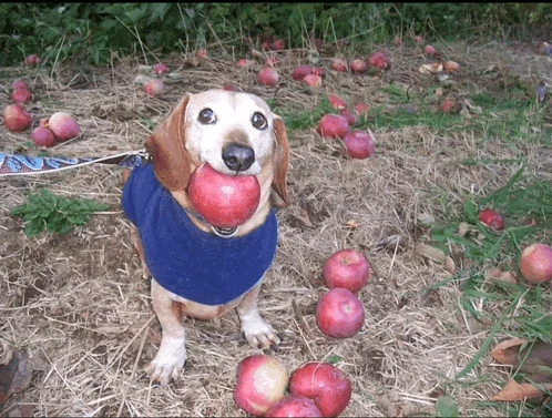 Apple Meme
