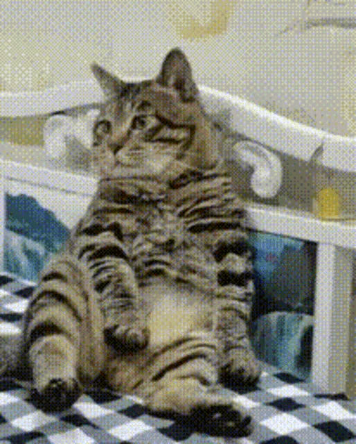 Catfish Meme