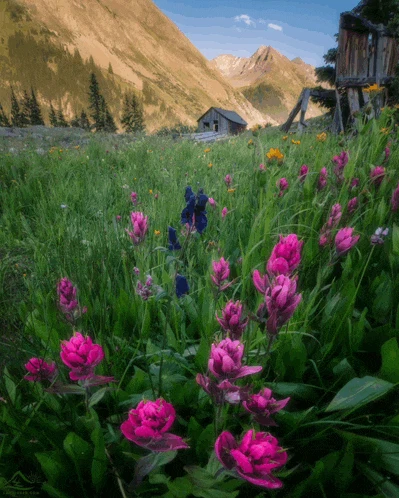Colorado Spring Meme