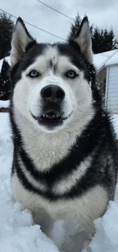 Sasha Meme