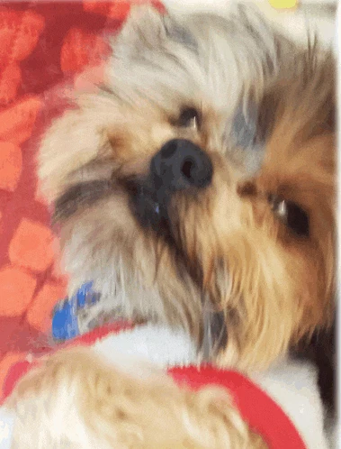 Remy Meme