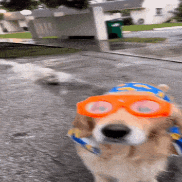 Rainy Dog with Windshield Wiper Goggles