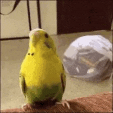 Horangjaan the Parakeet Head Bobbing