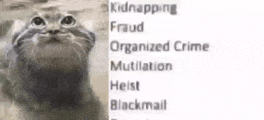 Crime Cat Meme: List of Serious Offenses GIF - Share & View on KLIPY